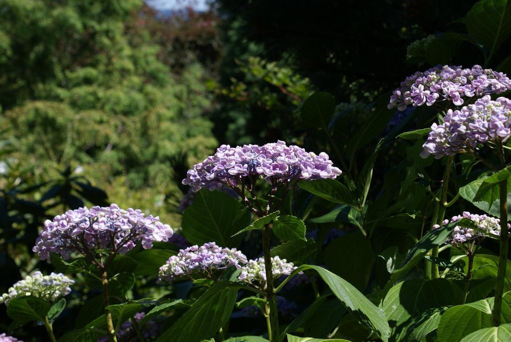 Highgarden B&B Ganges ภายนอก รูปภาพ